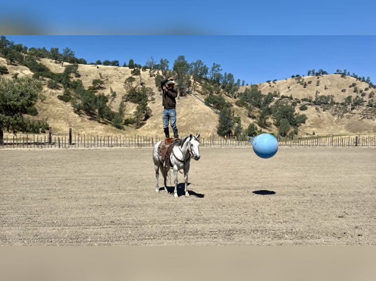 American Quarter Horse Giumenta 8 Anni 152 cm Grigio in Tres Pinos