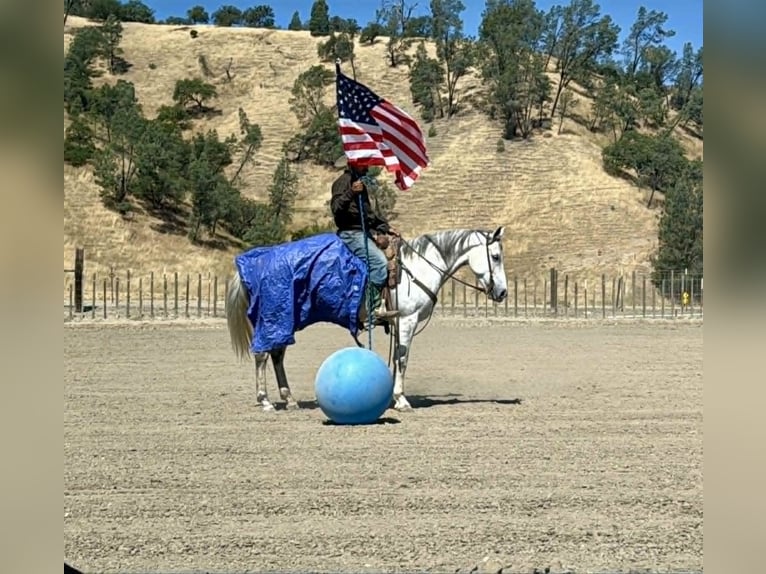 American Quarter Horse Giumenta 8 Anni 152 cm Grigio in Tres Pinos
