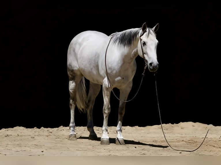 American Quarter Horse Giumenta 8 Anni 152 cm Grigio in Tres Pinos
