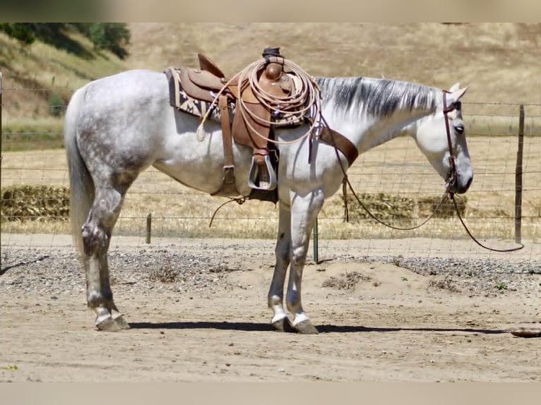 American Quarter Horse Giumenta 8 Anni 152 cm Grigio in Tres Pinos