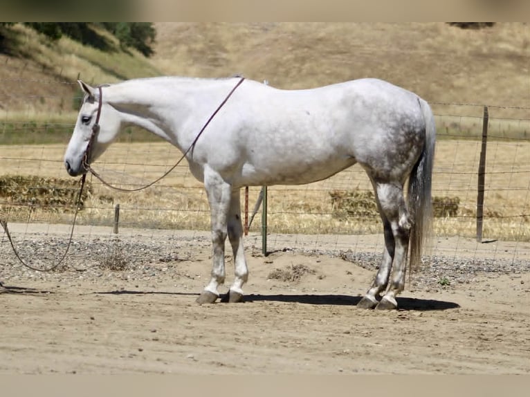 American Quarter Horse Giumenta 8 Anni 152 cm Grigio in Tres Pinos