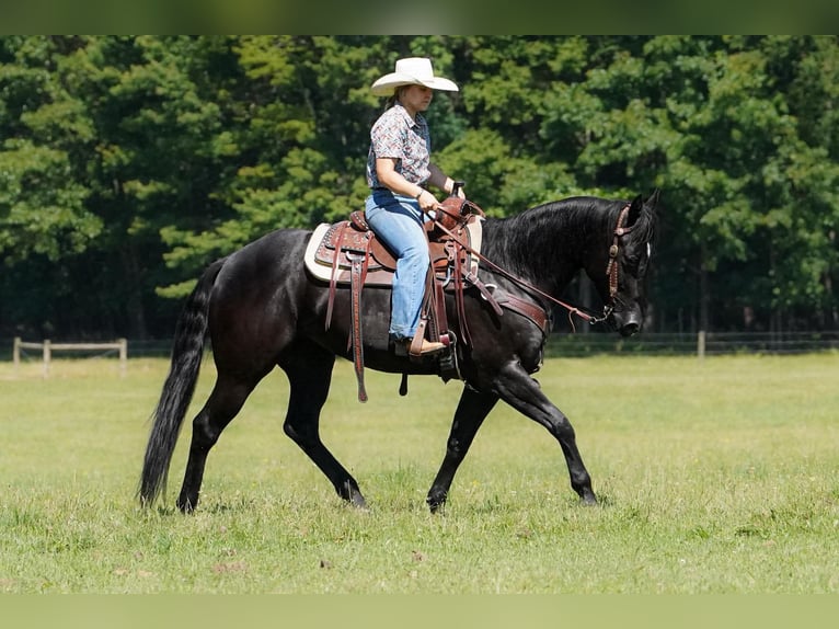 American Quarter Horse Giumenta 8 Anni 152 cm Morello in Clarion