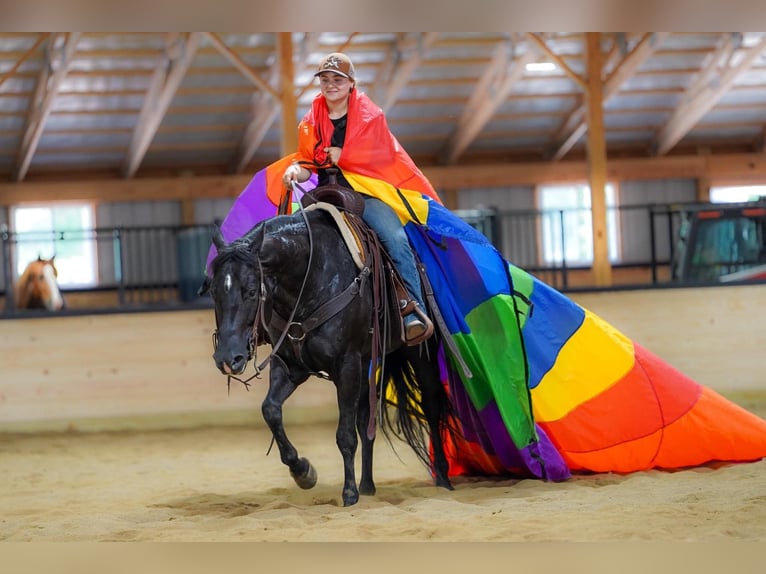 American Quarter Horse Giumenta 8 Anni 152 cm Morello in Clarion
