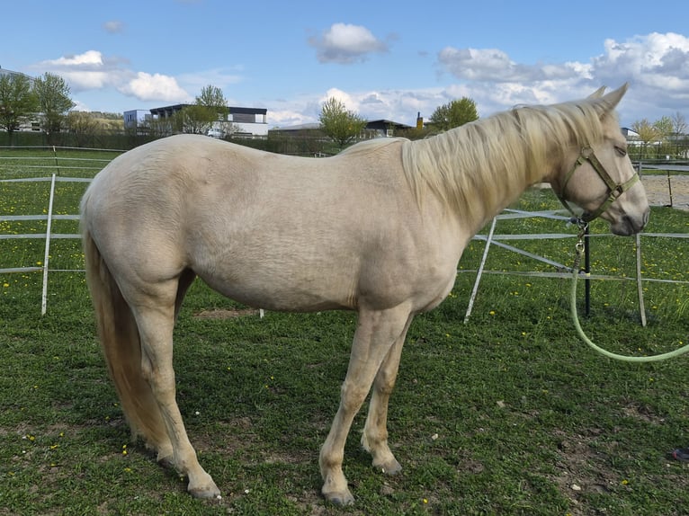 American Quarter Horse Giumenta 8 Anni 152 cm Palomino in Vöhringen