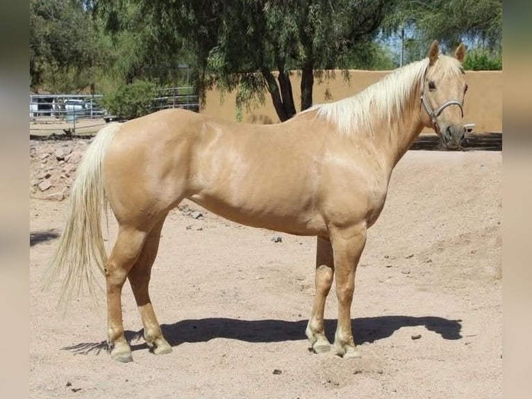 American Quarter Horse Giumenta 8 Anni 152 cm Palomino in Cave Creek