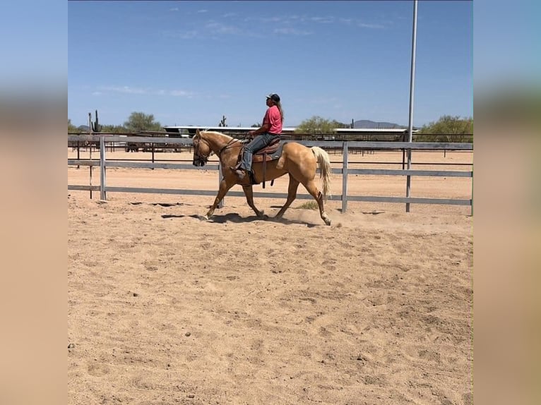 American Quarter Horse Giumenta 8 Anni 152 cm Palomino in Cave Creek