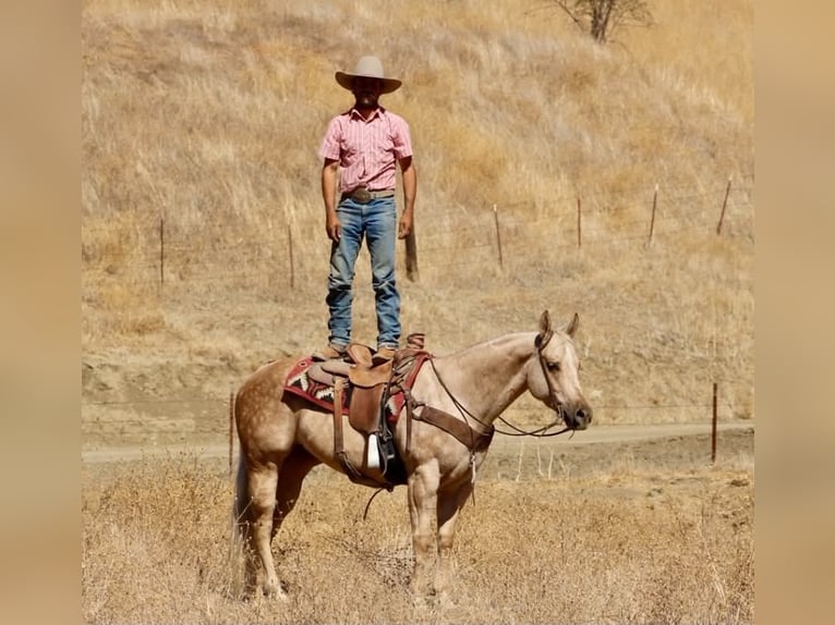 American Quarter Horse Giumenta 8 Anni 152 cm Palomino in Tres Pinos