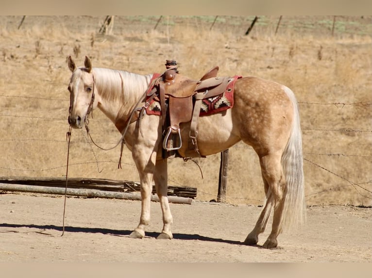 American Quarter Horse Giumenta 8 Anni 152 cm Palomino in Tres Pinos