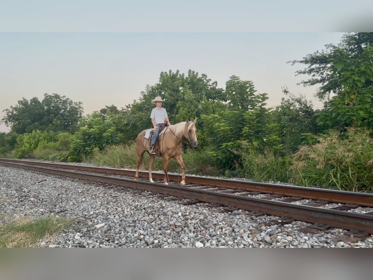 American Quarter Horse Giumenta 8 Anni 152 cm Palomino in Kaufman
