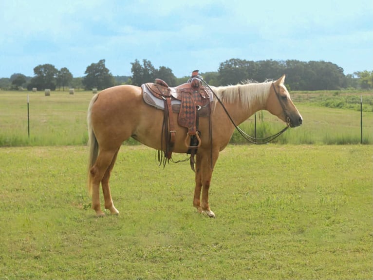 American Quarter Horse Giumenta 8 Anni 152 cm Palomino in Kaufman