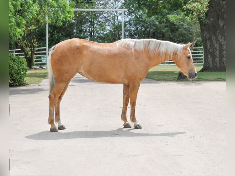 American Quarter Horse Giumenta 8 Anni 152 cm Palomino in Kaufman
