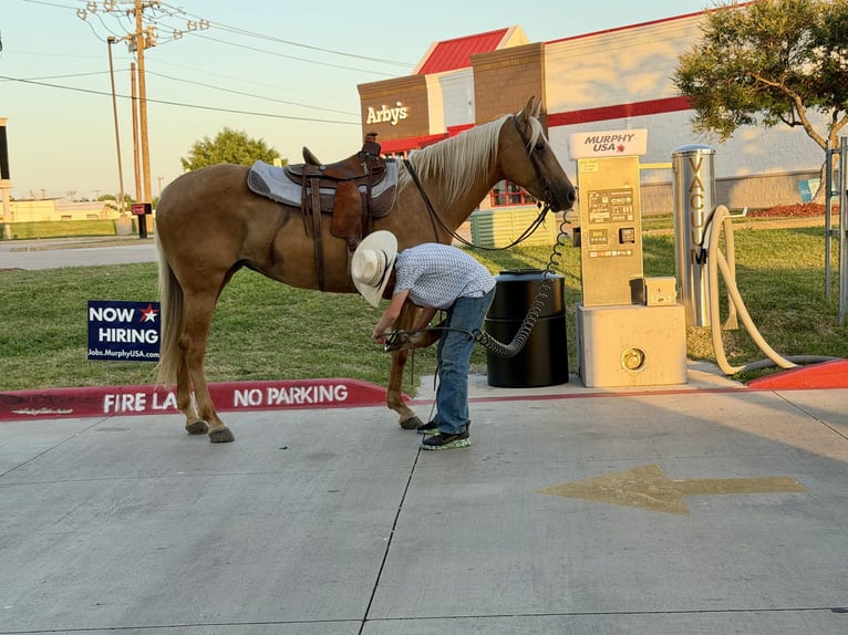 American Quarter Horse Giumenta 8 Anni 152 cm Palomino in Kaufman