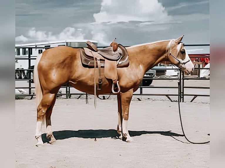 American Quarter Horse Giumenta 8 Anni 152 cm Palomino in Spring Branch, TX