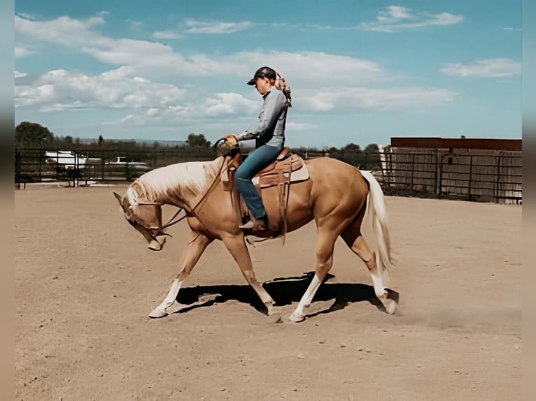 American Quarter Horse Giumenta 8 Anni 152 cm Palomino in Spring Branch, TX