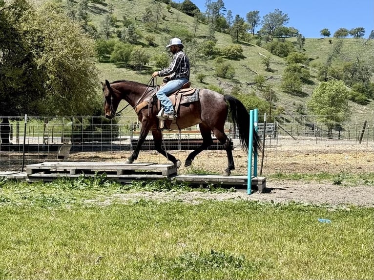 American Quarter Horse Giumenta 8 Anni 152 cm in Paicines CA