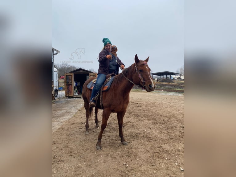 American Quarter Horse Giumenta 8 Anni 152 cm Sauro ciliegia in Fayetteville,AR