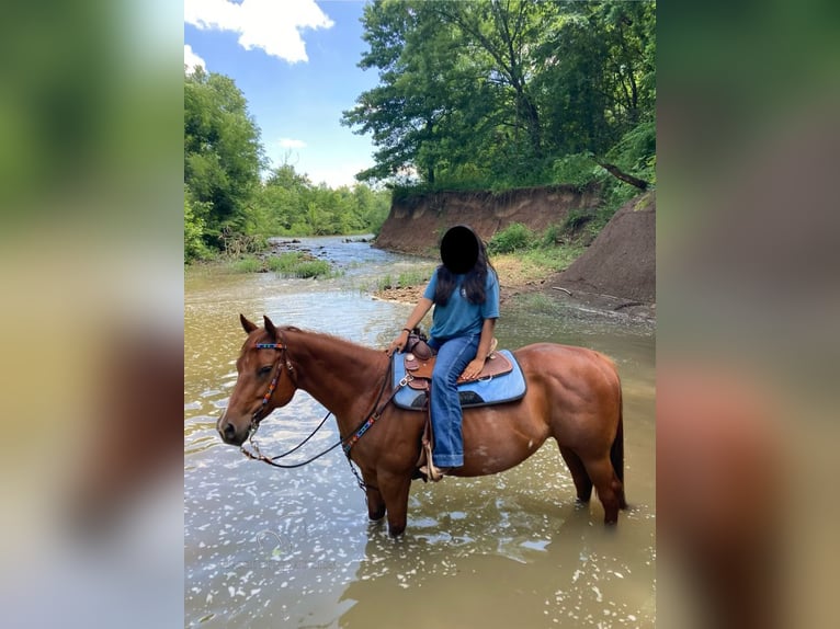 American Quarter Horse Giumenta 8 Anni 152 cm Sauro ciliegia in Fayetteville,AR