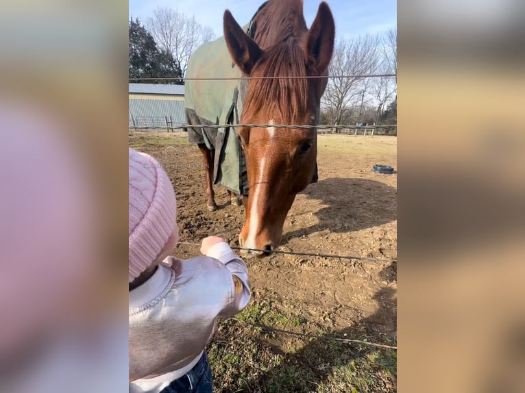 American Quarter Horse Giumenta 8 Anni 152 cm Sauro ciliegia in Fayetteville,AR