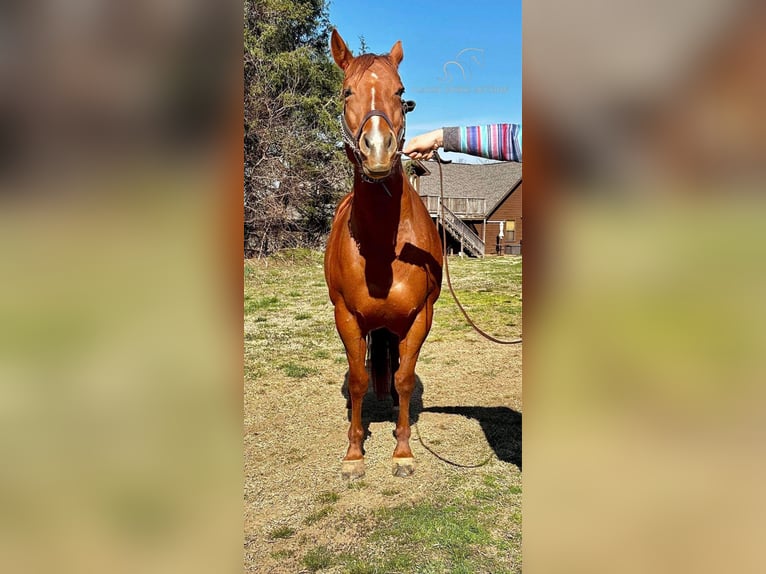 American Quarter Horse Giumenta 8 Anni 152 cm Sauro ciliegia in Fayetteville,AR