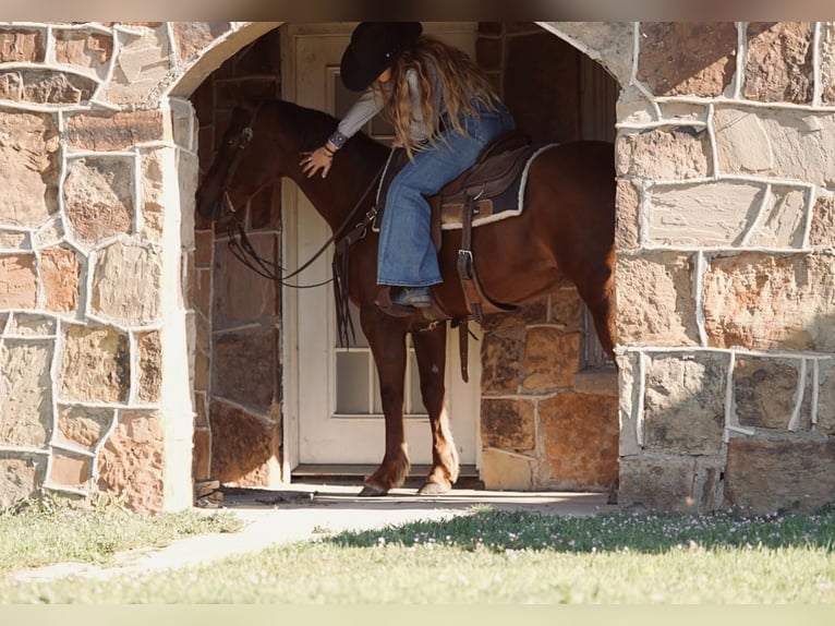 American Quarter Horse Giumenta 8 Anni 152 cm Sauro scuro in Weatherford, TX