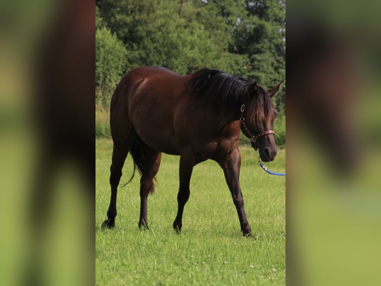 American Quarter Horse Giumenta 8 Anni 153 cm Morello in SchwarzachSchwarzach