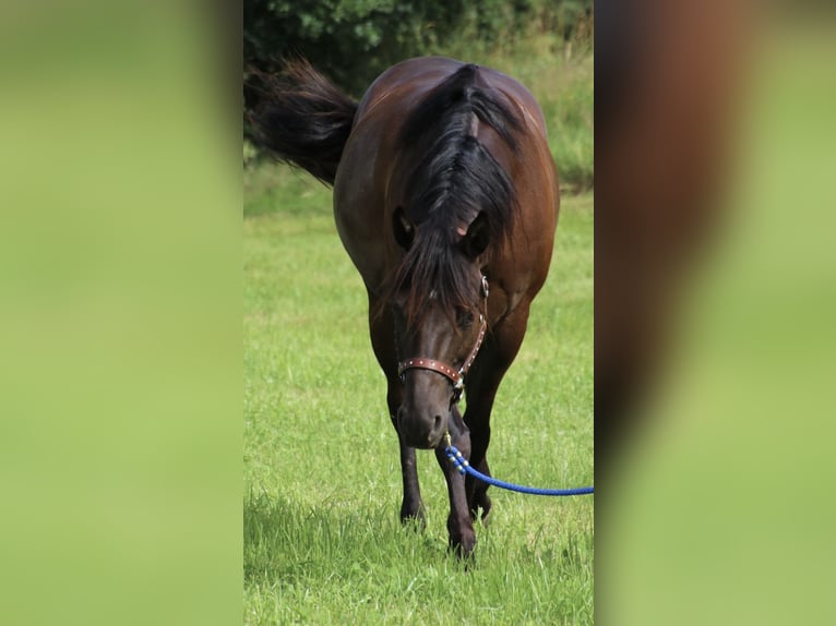 American Quarter Horse Giumenta 8 Anni 153 cm Morello in SchwarzachSchwarzach