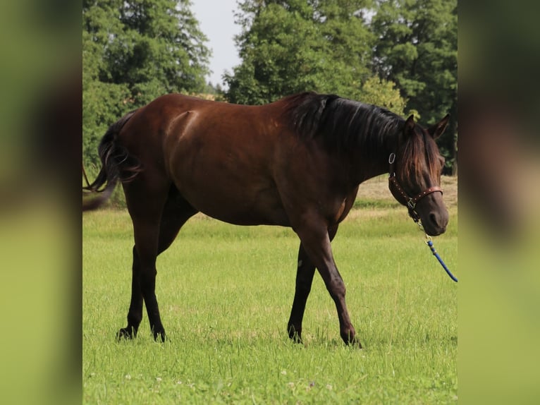 American Quarter Horse Giumenta 8 Anni 153 cm Morello in SchwarzachSchwarzach