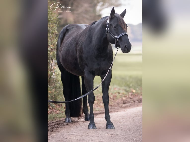 American Quarter Horse Giumenta 8 Anni 154 cm Morello in Neufarn