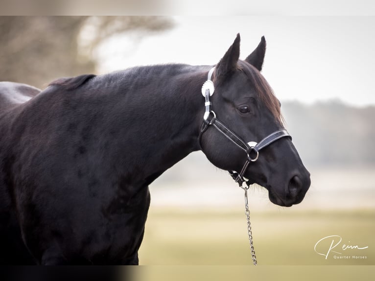 American Quarter Horse Giumenta 8 Anni 154 cm Morello in Neufarn