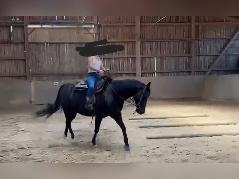 American Quarter Horse Giumenta 8 Anni 154 cm Morello in Oberostendorf