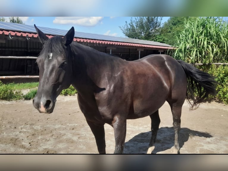 American Quarter Horse Giumenta 8 Anni 154 cm Morello in Oberostendorf