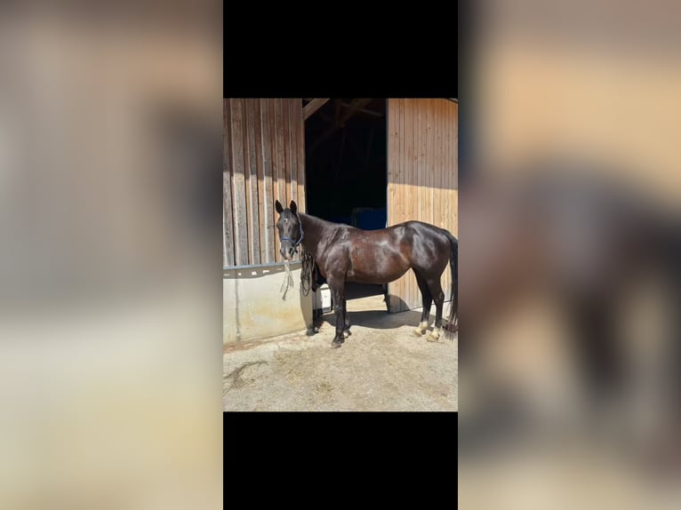 American Quarter Horse Giumenta 8 Anni 154 cm Morello in Oberostendorf