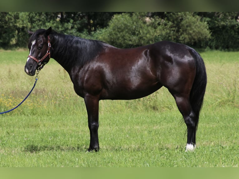 American Quarter Horse Giumenta 8 Anni 154 cm Morello in SchwarzachSchwarzach