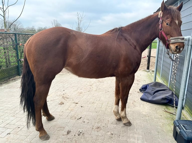 American Quarter Horse Giumenta 8 Anni 154 cm Sauro scuro in Onstwedde