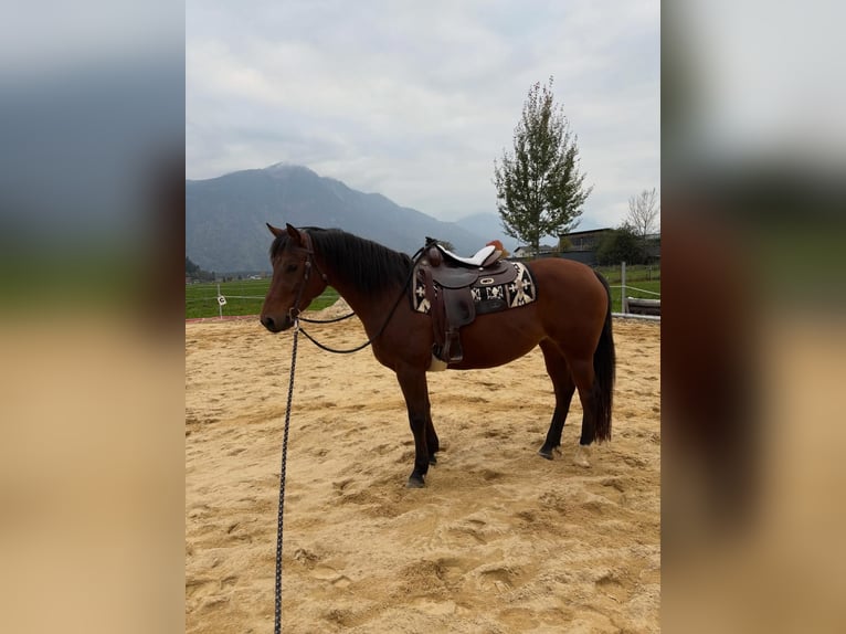 American Quarter Horse Mix Giumenta 8 Anni 155 cm Baio in Satteins