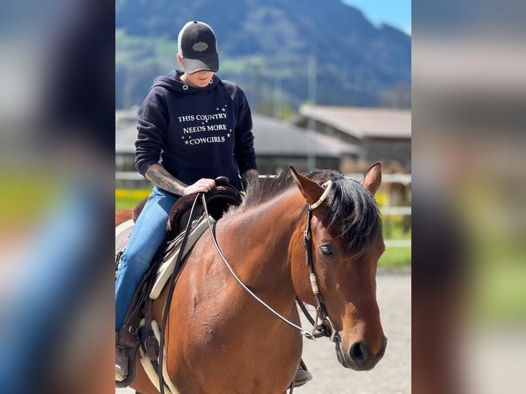 American Quarter Horse Mix Giumenta 8 Anni 155 cm Baio in Satteins