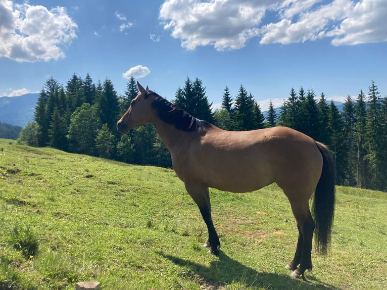 American Quarter Horse Giumenta 8 Anni 155 cm in Waidring