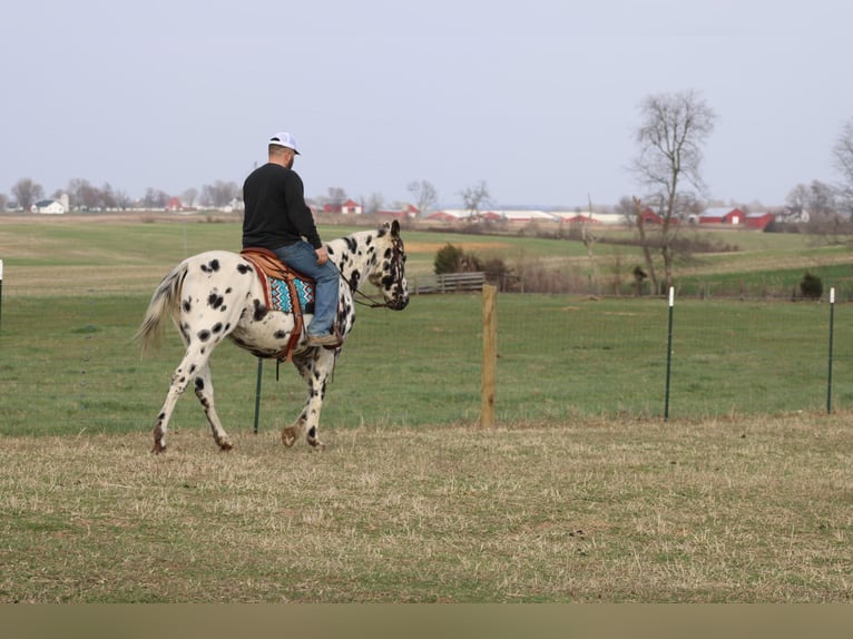 American Quarter Horse Giumenta 8 Anni 155 cm Leopard in Sonora KY