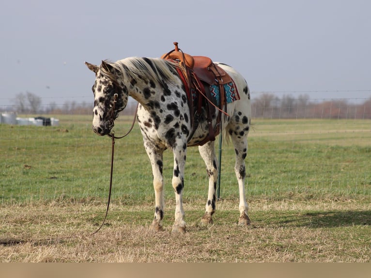 American Quarter Horse Giumenta 8 Anni 155 cm Leopard in Sonora KY