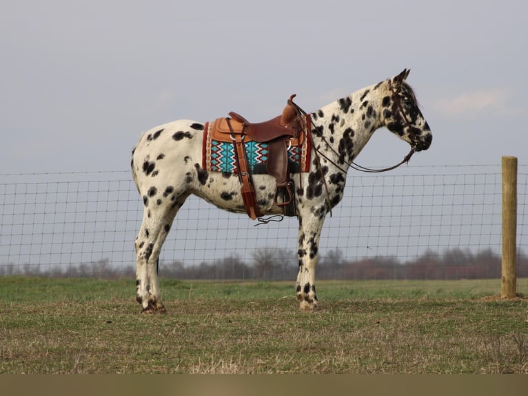 American Quarter Horse Giumenta 8 Anni 155 cm Leopard in Sonora KY