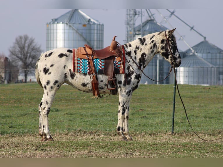 American Quarter Horse Giumenta 8 Anni 155 cm Leopard in Sonora KY