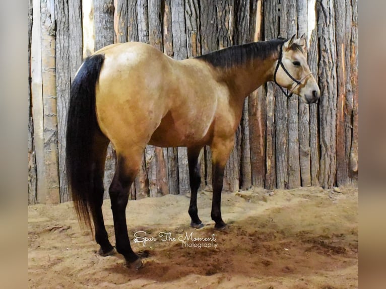 American Quarter Horse Giumenta 8 Anni 155 cm Pelle di daino in Libson IA