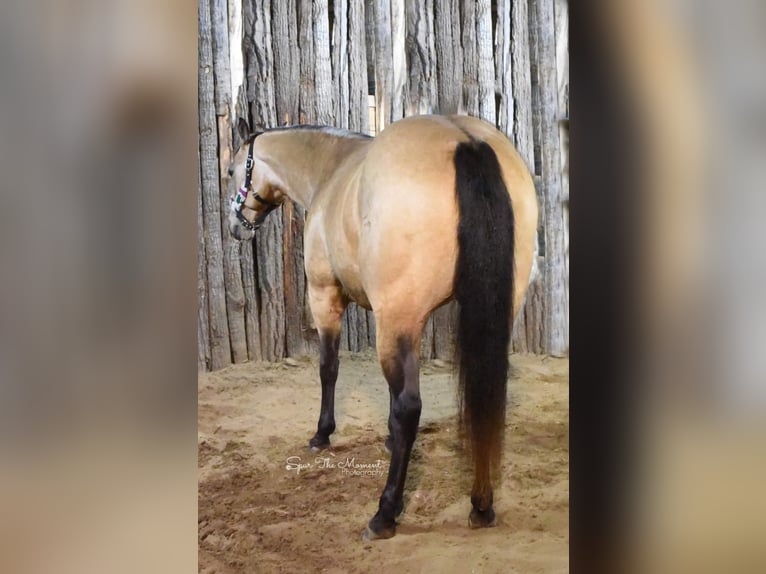 American Quarter Horse Giumenta 8 Anni 155 cm Pelle di daino in Libson IA