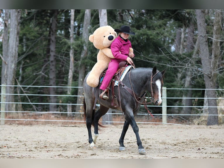 American Quarter Horse Giumenta 8 Anni 155 cm Roano blu in Clarion