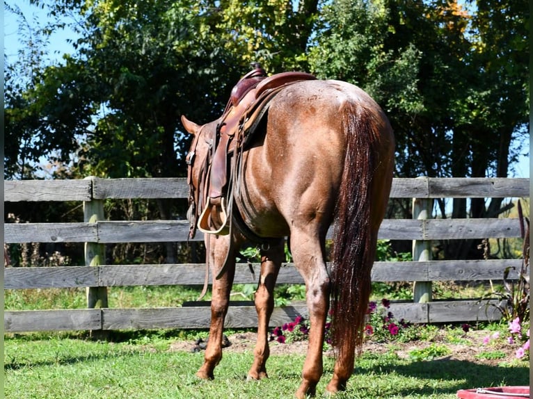 American Quarter Horse Giumenta 8 Anni 155 cm Roano rosso in Rebersburg