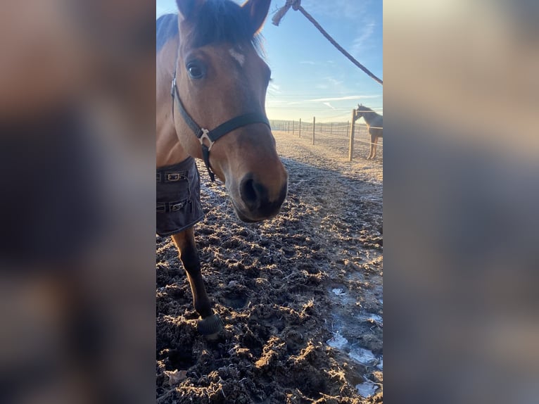 American Quarter Horse Giumenta 8 Anni 157 cm Falbo in Eckental