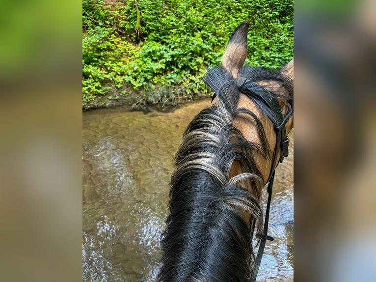 American Quarter Horse Giumenta 8 Anni 157 cm Falbo in Eckental