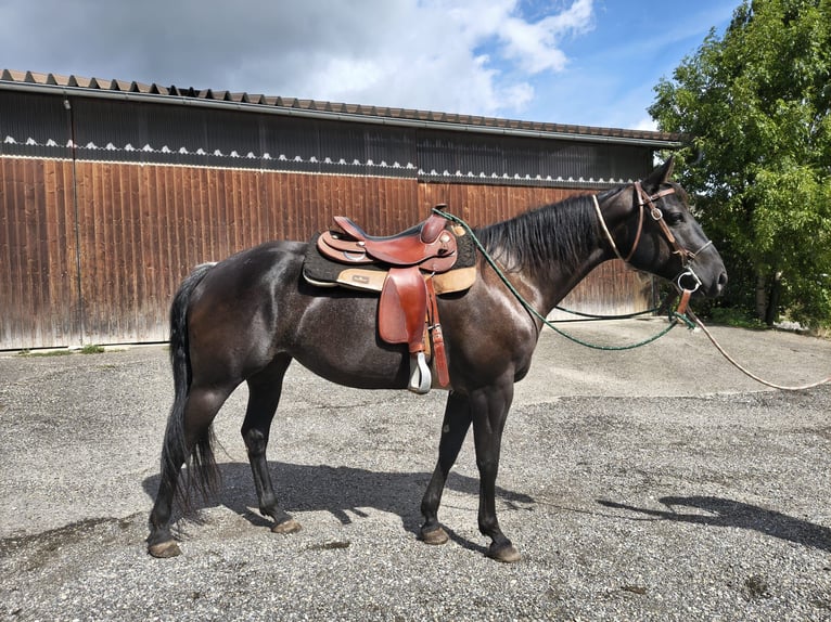 American Quarter Horse Giumenta 8 Anni 157 cm Morello in Boll