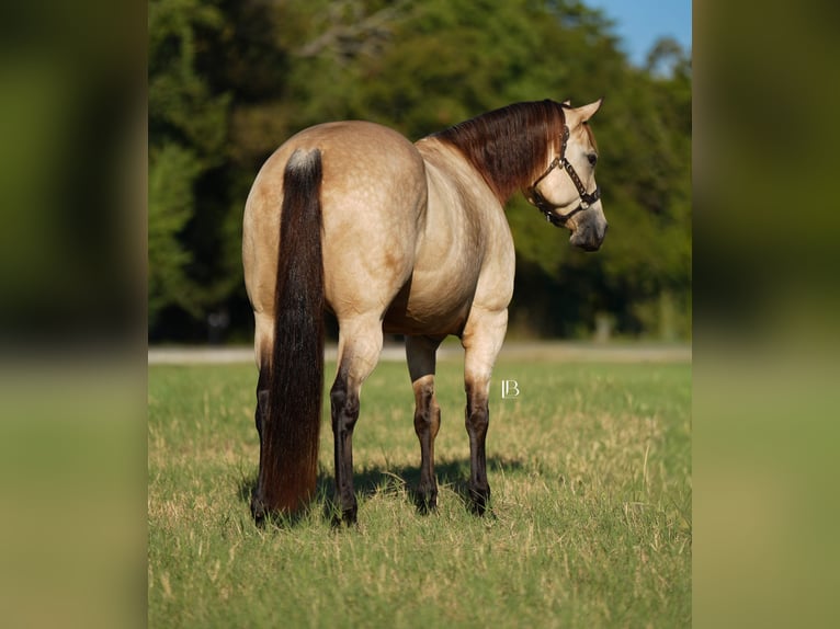 American Quarter Horse Giumenta 8 Anni 157 cm Pelle di daino in Terrell
