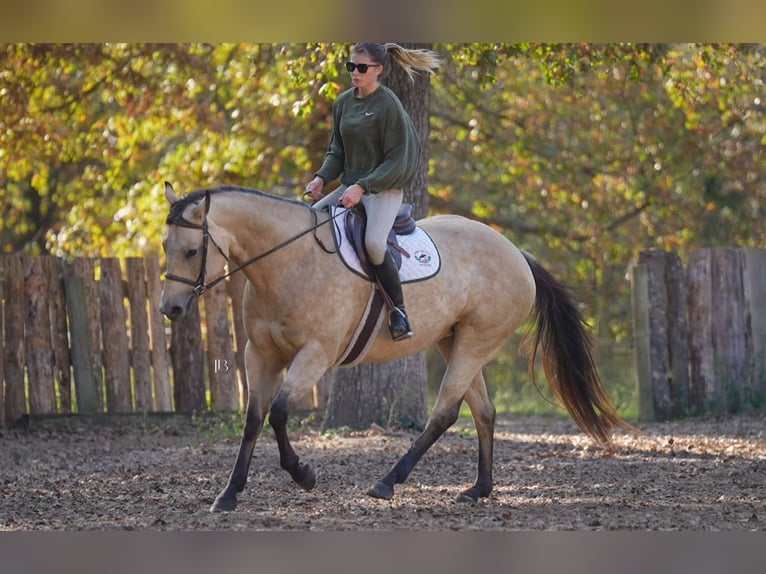 American Quarter Horse Giumenta 8 Anni 157 cm Pelle di daino in Terrell